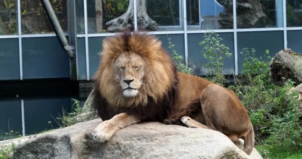 Leeuw Panthera Leo Een Van Vier Grote Katten Uit Familie — Stockvideo