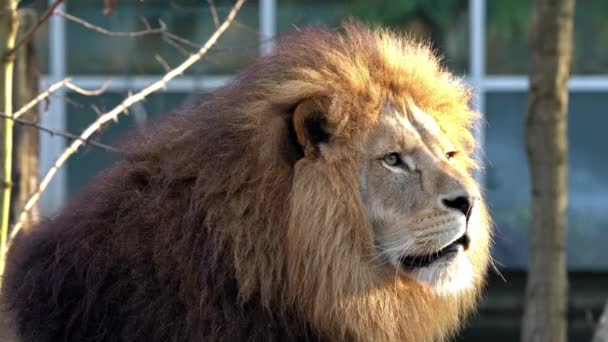 Panthera Leo Dos Quatro Grandes Felinos Gênero Panthera Membro Família — Vídeo de Stock