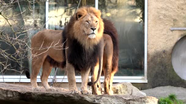 Panthera Leo Dos Quatro Grandes Felinos Gênero Panthera Membro Família — Vídeo de Stock