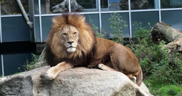 Aslan Panthera Leo Panthera Cinsindeki Dört Büyük Kediden Biridir Felidae — Stok video
