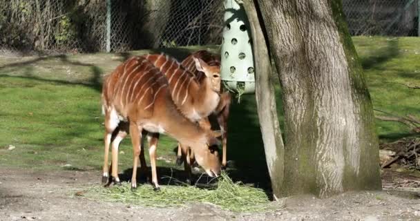 非洲羚羊 Tragelaphus Angasii 是一种原产于南部非洲的螺旋形角羚羊 牠们是Bovidae科和Nyala属的一个物种 也被认为属于Tragelaphus属 — 图库视频影像