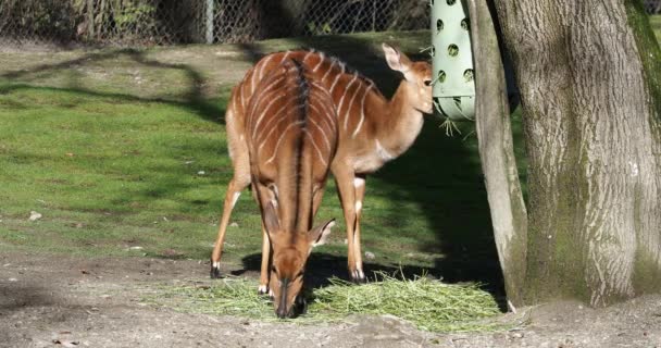 Nyala Tragelaphus Angasii Egy Spirálszarvú Antilop Őshonos Dél Afrikában Bovidae — Stock videók