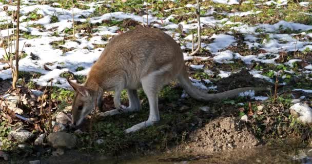 敏捷的袋鼠 Macropus Agilis 也被称为砂袋鼠 Sandy Wallaby 是一种产于澳大利亚北部和新几内亚的袋鼠 — 图库视频影像