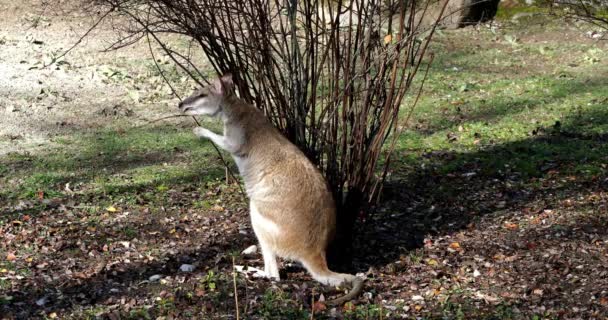 Ευκίνητο Γουάλαμπι Macropus Agilis Επίσης Γνωστό Αμμώδες Γουάλαμπι Είναι Ένα — Αρχείο Βίντεο