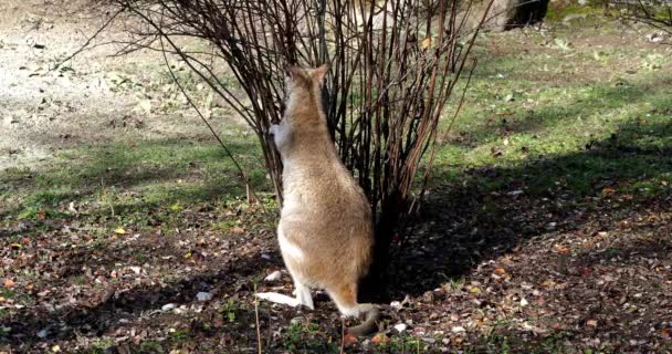 Wallaby Ágil Macropus Agilis También Conocido Como Wallaby Arenoso Una — Vídeos de Stock