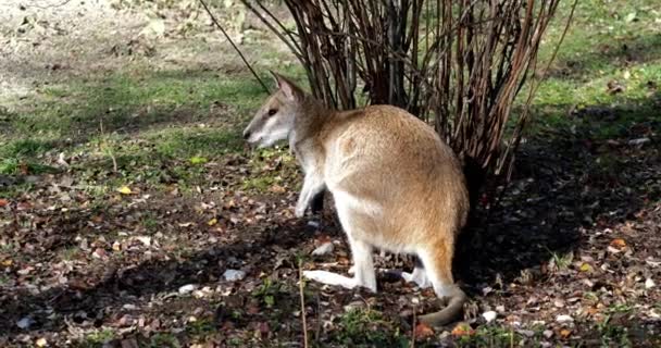 敏捷的袋鼠 Macropus Agilis 也被称为砂袋鼠 Sandy Wallaby 是一种产于澳大利亚北部和新几内亚的袋鼠 — 图库视频影像