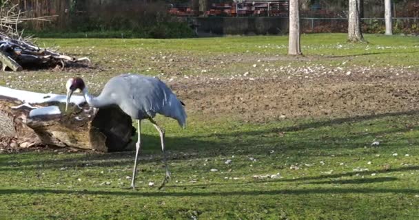 Grúa Sarus Grus Antigone También Conocida Como Grúa Sarus India — Vídeo de stock