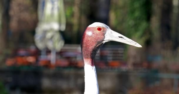 Sarus Jeřáb Grus Antigone Také Známý Jako Indický Sarus Jeřáb — Stock video