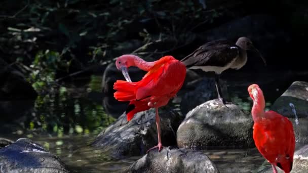 Scarlet Ibis Eudocimus Ruber Πτηνό Της Οικογένειας Threskiornithidae Που Θαυμάζεται — Αρχείο Βίντεο