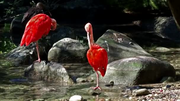 Червоний Ібіс Рубіновий Евдоцит Птах Родини Threskiornithidae Захоплюється Червоним Забарвленням — стокове відео