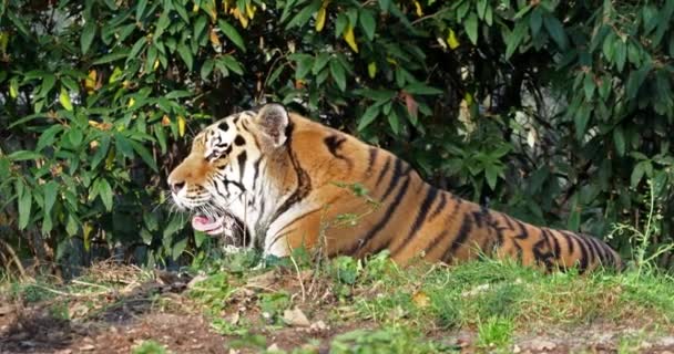 Tigre Siberiano Panthera Tigris Altaica Gato Más Grande Del Mundo — Vídeos de Stock