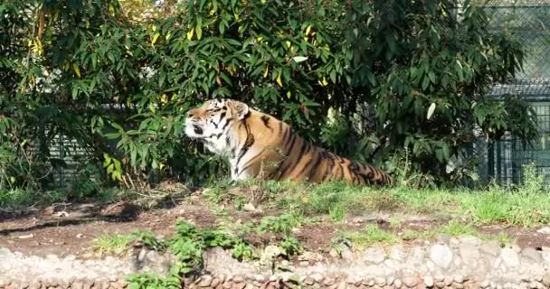 시베리아 호랑이 Panthera Tigris Altaica 세계에서 고양이 동물이다 — 비디오