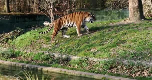 Siberian Tiger Panthera Tigris Altaica Biggest Cat World — Stock Video