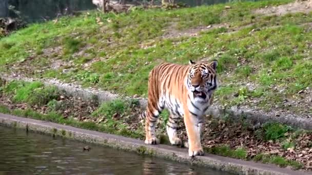 Den Sibiriska Tigern Panthera Tigris Altaica Den Största Katten Världen — Stockvideo