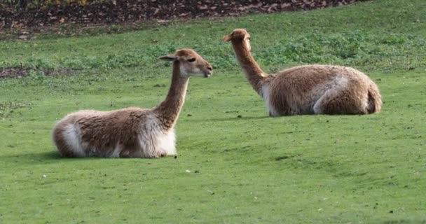 Vicunas Vicugna Vicugna Verwandte Des Lamas Das Den Hochalpinen Gebieten — Stockvideo