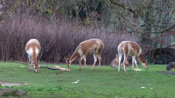 Vicunas, Vicugna Vicugna, parents du lama qui vivent dans les hautes régions alpines des Andes