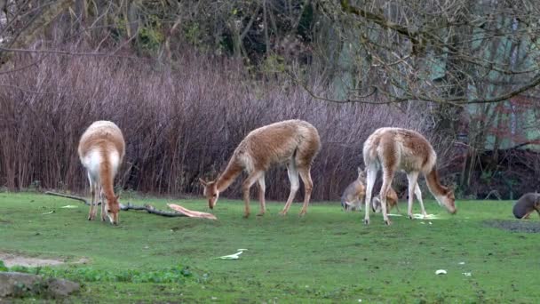 Vicunas Vicugna Vicugna 生活在安第斯山脉高山地区的美洲驼的亲戚 — 图库视频影像