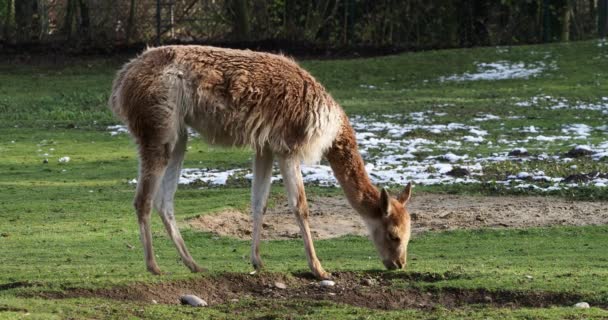 Vicunas Vicugna Vicugna 生活在安第斯山脉高山地区的美洲驼的亲戚 — 图库视频影像