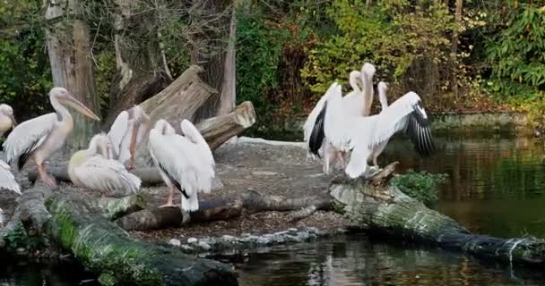 Pelicano Branco Pelecanus Onocrotalus Também Conhecido Como Pelicano Branco Oriental — Vídeo de Stock