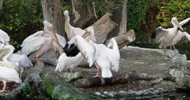 Pelicano Branco Pelecanus Onocrotalus Também Conhecido Como Pelicano Branco Oriental — Vídeo de Stock