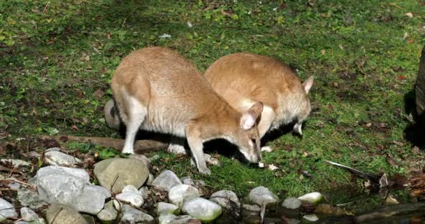 Le wallaby agile, Macropus agilis aussi connu sous le nom de wallaby sableux, est une espèce de wallaby que l'on trouve dans le nord de l'Australie et en Nouvelle-Guinée..