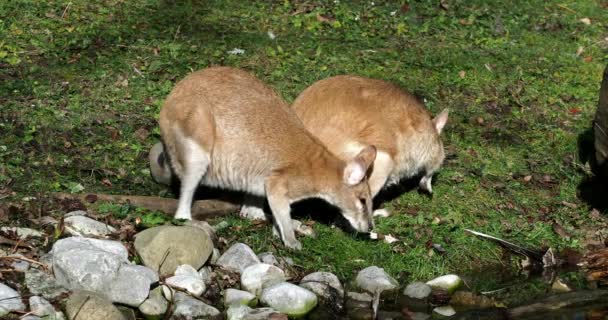 Macropus Agilis Também Conhecido Como Wallaby Arenoso Uma Espécie Wallaby — Vídeo de Stock