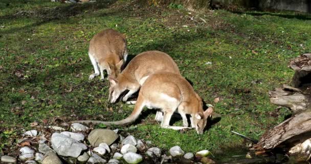 Ευκίνητο Γουάλαμπι Macropus Agilis Επίσης Γνωστό Αμμώδες Γουάλαμπι Είναι Ένα — Αρχείο Βίντεο