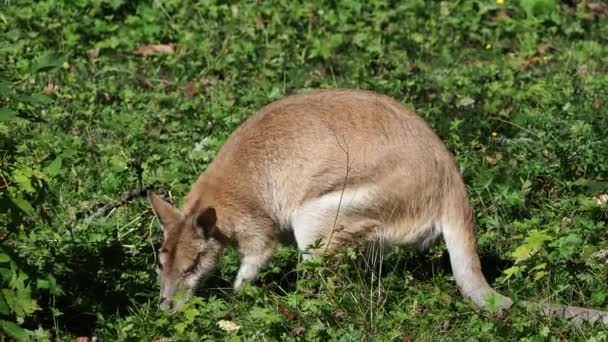 敏捷的袋鼠 Macropus Agilis 也被称为砂袋鼠 Sandy Wallaby 是一种产于澳大利亚北部和新几内亚的袋鼠 — 图库视频影像
