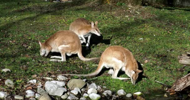 Wallaby Ágil Macropus Agilis También Conocido Como Wallaby Arenoso Una — Vídeo de stock