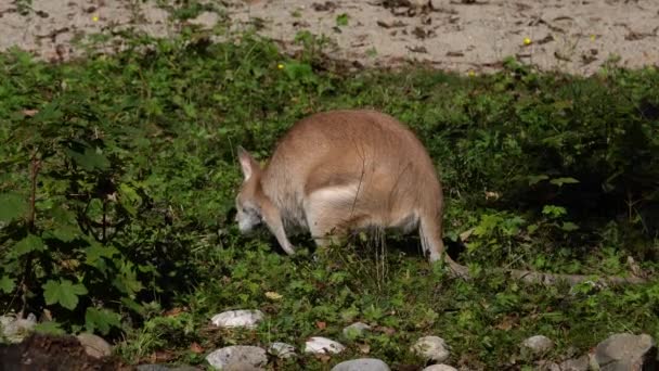 敏捷的袋鼠 Macropus Agilis 也被称为砂袋鼠 Sandy Wallaby 是一种产于澳大利亚北部和新几内亚的袋鼠 — 图库视频影像