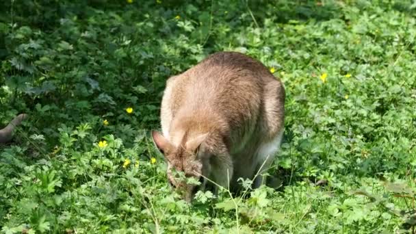 Agile Wallaby Macropus Agilis Noto Anche Come Wallaby Sabbioso Una — Video Stock