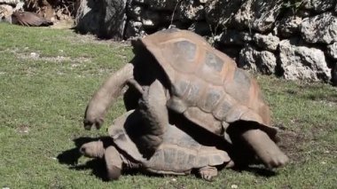 Curieuse Adası 'ndaki (Seyşeller Adası' ndaki Praslin Adası 'nın başarılı bir vahşi kaplumbağa koruma programına ev sahipliği yapan) dev Aldabra kaplumbağası (Aldabrachelys gigantea).