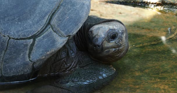 Reuzenschildpad Van Aldabra Aldabrachelys Gigantea Curieuse Eiland Het Gebied Van — Stockvideo