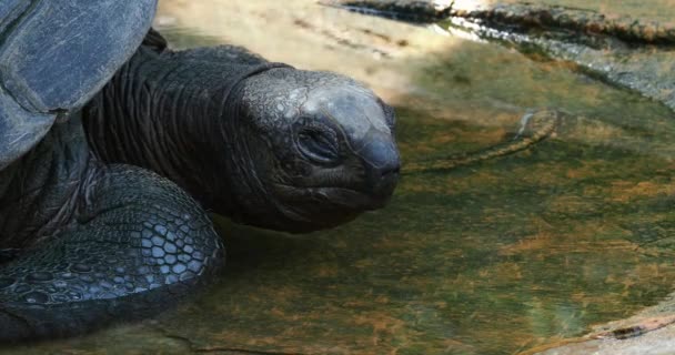 Γιγαντιαία Χελώνα Aldabra Aldabrachelys Gigantea Στο Νησί Curieuse Τόπος Ενός — Αρχείο Βίντεο