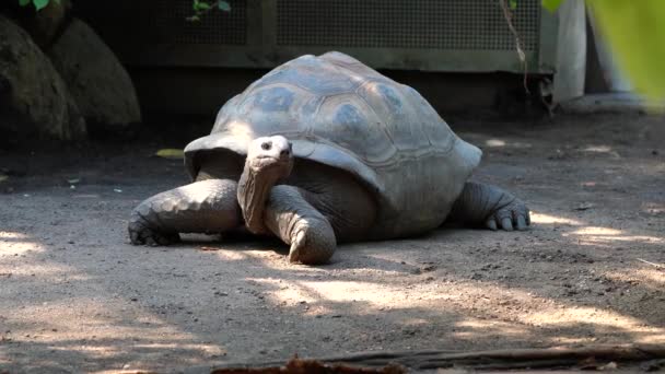 Aldabra Obří Želva Aldabrachelys Gigantea Ostrově Curieuse Místo Úspěšného Programu — Stock video