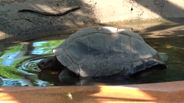 Reuzenschildpad Van Aldabra Aldabrachelys Gigantea Curieuse Eiland Het Gebied Van — Stockvideo