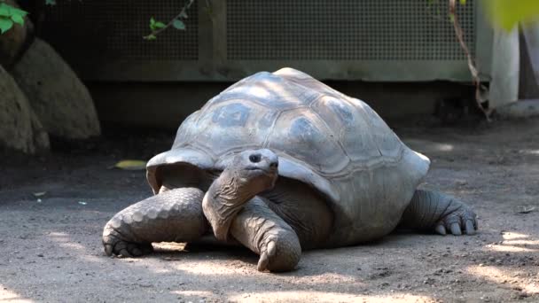 Гигантская Черепаха Альдабра Aldabrachelys Gigantea Острове Куриёз Место Успешной Программы — стоковое видео