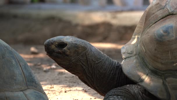 Aldabra Giant Tortoise Aldabrachelys Gigantea Curieuse Island Site Successful Wild — Stock Video