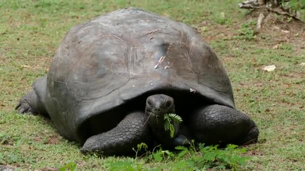 Aldabra Óriás Teknős Aldabrachelys Gigantea Curieuse Szigeten Egy Sikeres Vadteknős — Stock videók