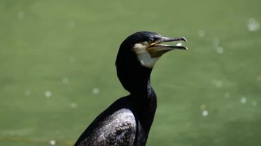Büyük karabatak, Phalacrocorax karbonhidrat, Kuzey yarımküre boyunca büyük siyah karabatak, Avustralya 'daki siyah karabatak ve Hindistan' daki büyük karabatak.
