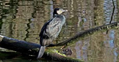 Büyük karabatak, Phalacrocorax karbonhidrat, Kuzey yarımküre boyunca büyük siyah karabatak, Avustralya 'daki siyah karabatak ve Hindistan' daki büyük karabatak.