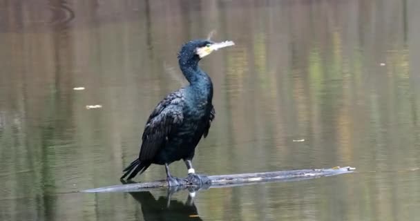 Gran Cormorán Phalacrocorax Carbo Conocido Como Gran Cormorán Negro Todo — Vídeos de Stock