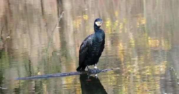 Grand Cormoran Phalacrocorax Carbo Connu Comme Grand Cormoran Noir Travers — Video