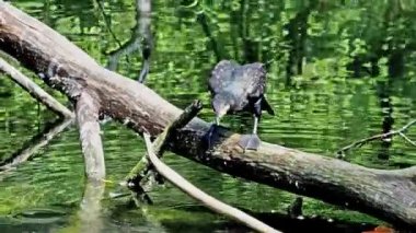 Büyük karabatak, Phalacrocorax karbonhidrat, Kuzey yarımküre boyunca büyük siyah karabatak, Avustralya 'daki siyah karabatak ve Hindistan' daki büyük karabatak.