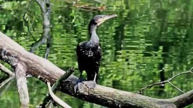 Büyük karabatak, Phalacrocorax karbonhidrat, Kuzey yarımküre boyunca büyük siyah karabatak, Avustralya 'daki siyah karabatak ve Hindistan' daki büyük karabatak.