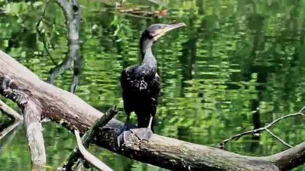 Wielki Kormoran Phalacrocorax Carbo Znany Jako Wielki Czarny Kormoran Półkuli — Wideo stockowe