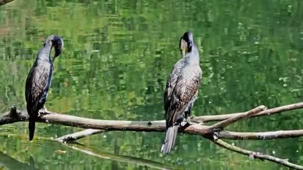 Velký Kormorán Phalacrocorax Carbo Známý Jako Velký Černý Kormorán Napříč — Stock video