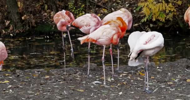 Fenicottero Americano Fenicottero Caraibico Fenicottero Ruber Fenicotteri Sono Unico Uccello — Video Stock