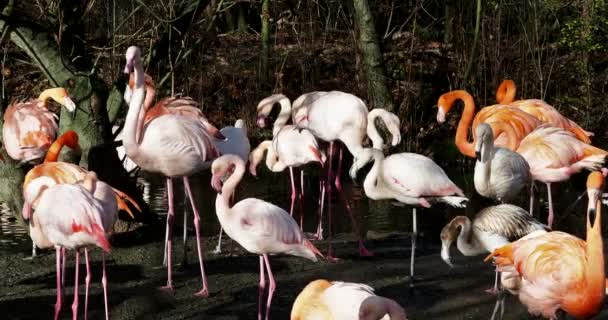 Amerikaanse Flamingo Caribische Flamingo Phoenicopterus Ruber Flamingo Zijn Enige Niet — Stockvideo