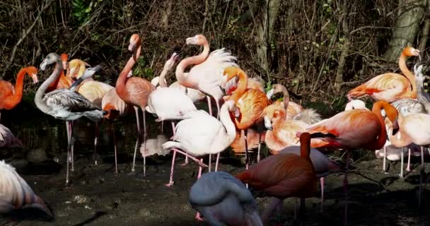 Flamant américain ou flamant des Caraïbes, Phoenicopterus ruber. Les flamants roses sont le seul oiseau non éteint de l'ordre des Phénopériformes..